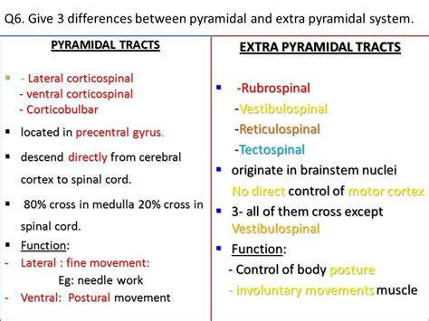 Extrapyramidal Tract