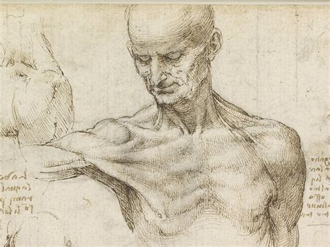 Leonardo Da Vinci Drawing Anatomy