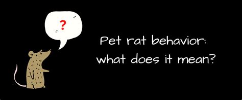 Pet rat behavior: what does it mean? | Small Pet Select