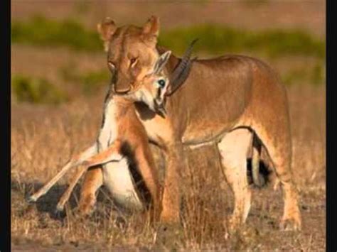 Lions Eat Gazelles - Don't Stop Now - YouTube