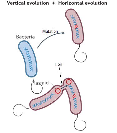 How do antibiotic resistance genes and mutations get along? @NatureMicrobiol @Jaivikshastram ...