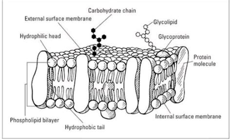 3. Describe Fluide Mosaic Model of plasma membrane with labelled diagram