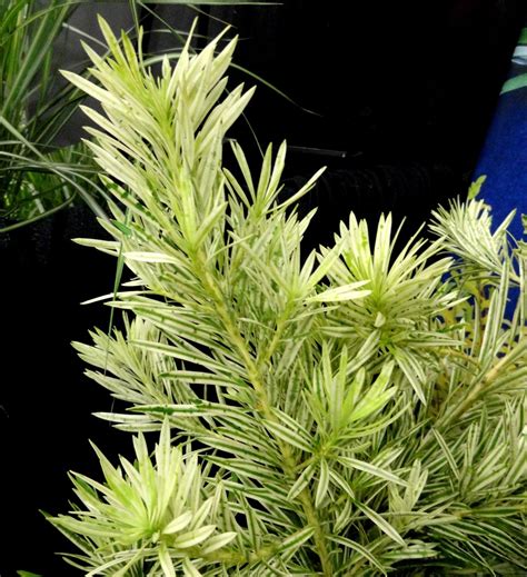 Podocarpus macrophyllus ‘Miu’ (Roman Candle™) | Kiefer Nursery: Trees, Shrubs, Perennials