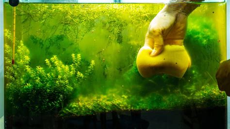 Aquarium Algae Problems, Algae Eaters - Aquarium Plants 101 - YouTube