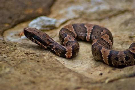 Missouri Snakes Identification Guide (Everything to Expect)