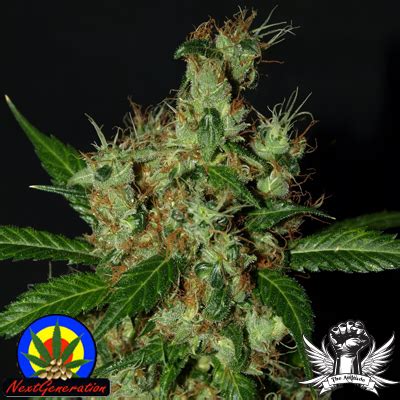 Lemonator Strain - SeedFare Find the Perfect Seed at the Right Price