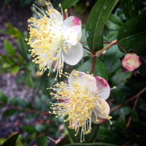 Myrtle flowers #myrtle #plants #flowers #flower #instagood #instadaily #gardening #autumn # ...