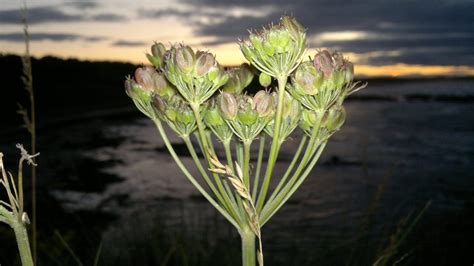 Common Hogweed – Identification, Edibility, Distribution – Galloway Wild Foods