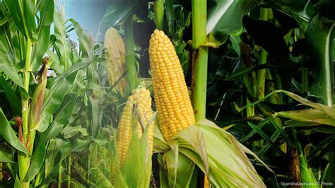 Sri Lanka to get maize seeds with Japan support | EconomyNext