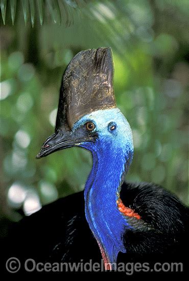 Stock Photo of Southern Cassowary Dangerous bird when provoked