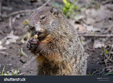 Woodchuck Teeth: Over 260 Royalty-Free Licensable Stock Photos | Shutterstock