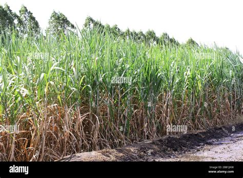 Sugarcane farm, Sugar cane plantation, Cane Stock Photo - Alamy