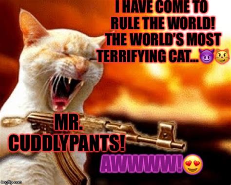 Cat Holding Gun Meme