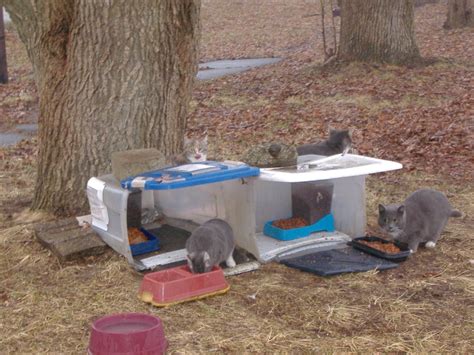 Outdoor feral cat feeding station. Uses "Rubbermaid-type" tub with industrial plastic zip-ties ...