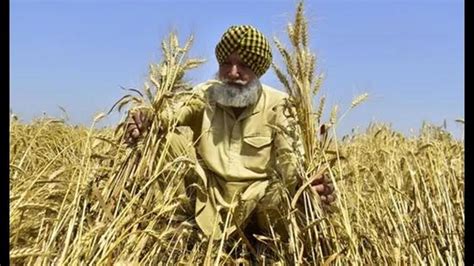 Punjab reaps record wheat production but per hectare yield goes down by ...