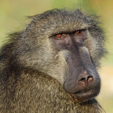 The Baboon | Wildlife Guide