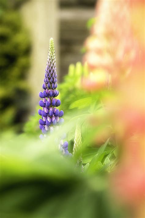 Lupin | Lupins are popular ornamental plants in gardens. Num… | Flickr