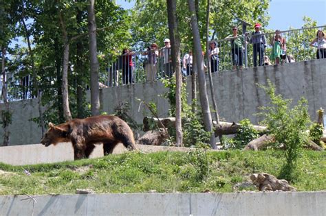 Visit the Free Bear Park in Bern