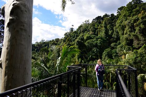 Tamborine Forest Skywalk Mt Tamborine | Must do Brisbane