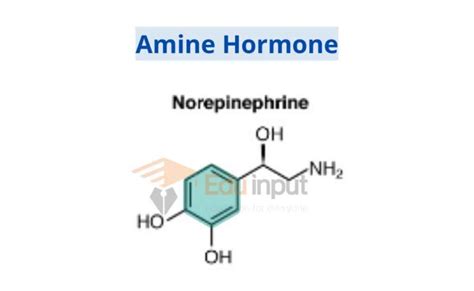 Classification of Hormones Based on Structure