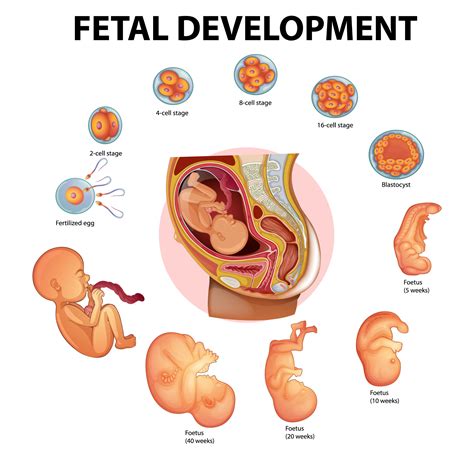 From a single cell to a fully formed human being, the journey of fetal development is truly ...