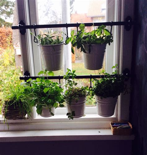 A tiny winter herb garden in my kitchen | Window herb garden, Kitchen window sill, Indoor window ...