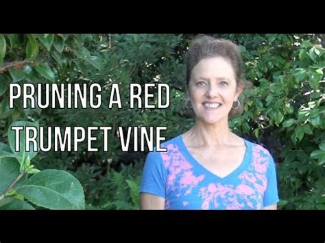 Pruning A Red Trumpet Vine - YouTube