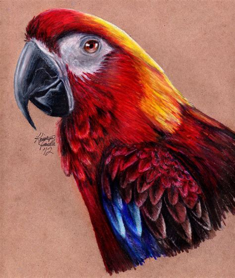 Cuban Red Macaw by KristynJanelle on deviantART | Parrots art, Parrot ...