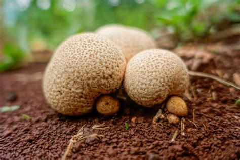 Earth Ball Mushrooms in the Garden. Stock Photo - Image of outdoor, ground: 260590558