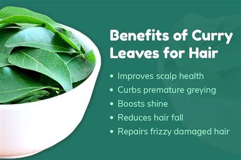 Curry Leaf Benefits for Hair | Foliar Garden