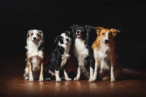 Facts you need to know about the Border Collie colors and markings - BorderCollieHealth