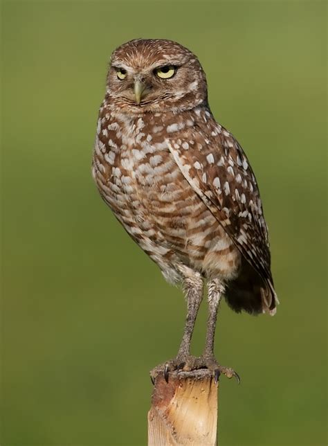 Burrowing Owl Facts, Habitat, Diet, Life Cycle, Baby, Pictures