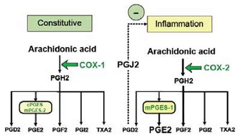 Figure 1 from Prostaglandin E2 in Brain-mediated Illness Responses ...