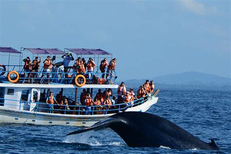 Whale Watching Mirissa Sri Lanka | Blue Whales in Sri Lanka