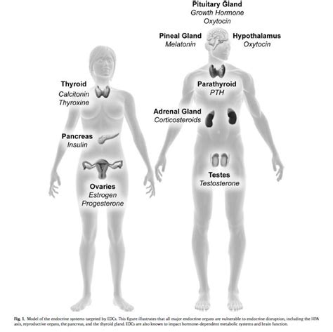 All About Endocrine Disruptors | Endocrine disruptors, Endocrine ...