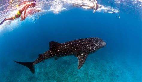 Australia’s 5 Greatest ‘Swim With’ Experiences | Australian Traveller