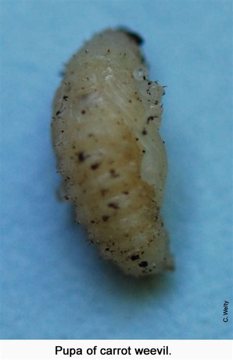 Pupa | Vegetable & Fruit Insect Pest Management