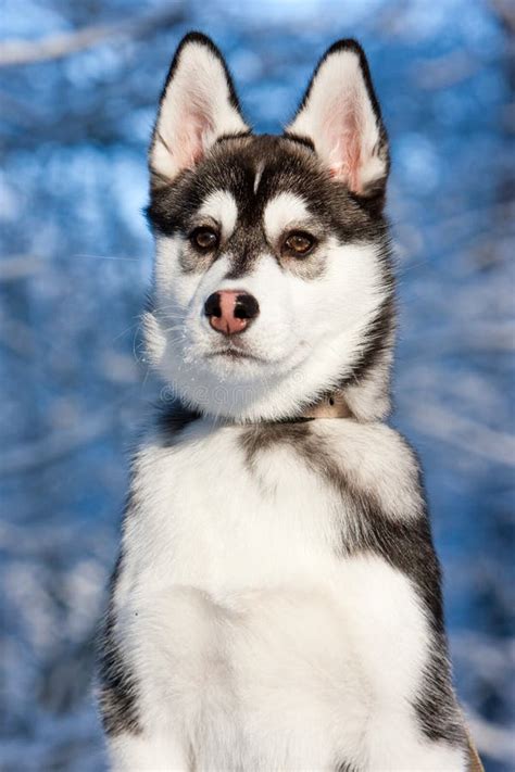 Siberian Husky Puppy In Snow Stock Image - Image of canine, adorable ...