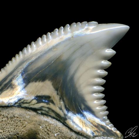 Snaggletooth Shark Tooth Hemipristis Serra White Tiger Velvet Rag Paper, Digital Art Print for ...