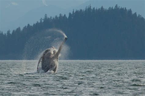 November Photo Challenge: Freeze Frame Wildlife