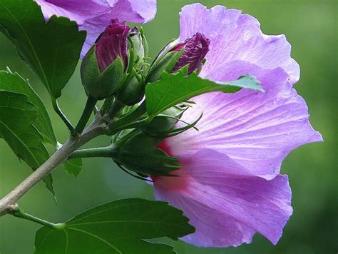 Rose of Sharon Flower