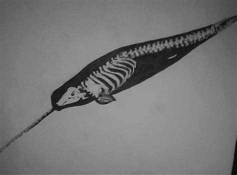 Narwhal Skeleton by repriserecord on DeviantArt