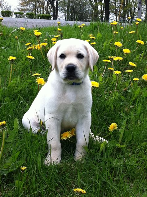 Lab Puppies For Sale In Raleigh Nc