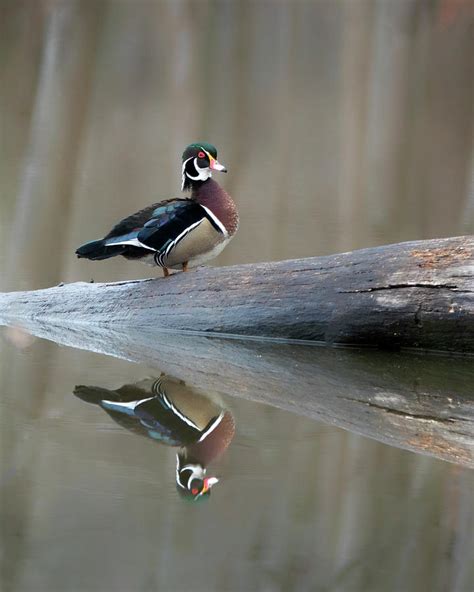 Wood Duck Reflection Photograph by Jack Nevitt | Fine Art America