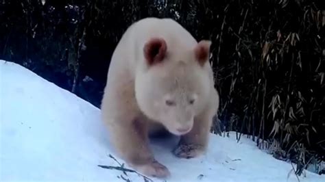 Movements of rare albino giant panda spotted in Chinese nature reserve ...