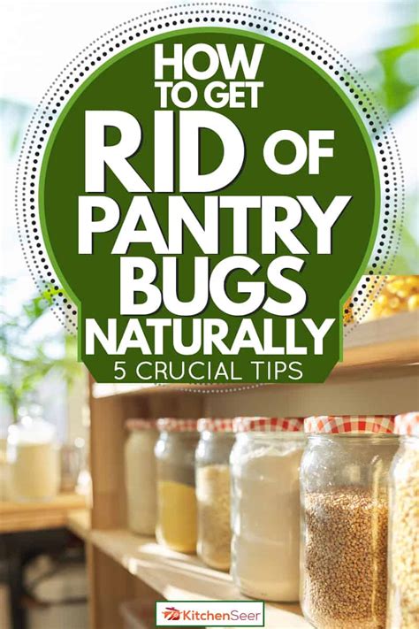 How To Get Rid Of Pantry Bugs Naturally [5 Crucial Tips] - Kitchen Seer