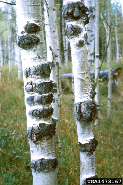 Macrophoma rough bark disease (Macrophoma tumefaciens ) on quaking aspen (Populus tremuloides ...