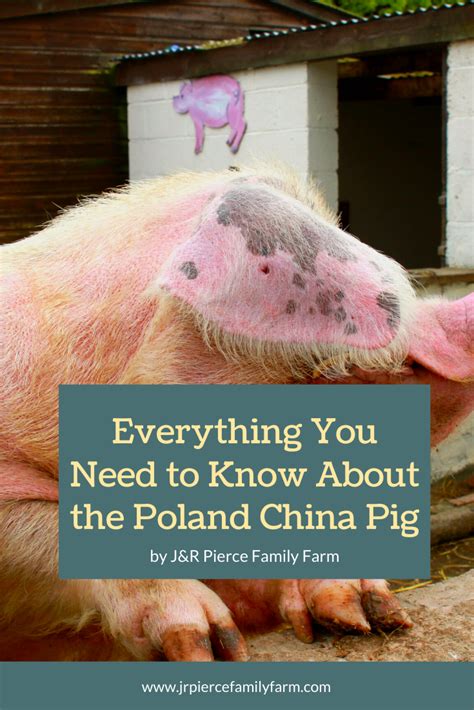 Everything You Need to Know About the Poland China Pig Breed — J&R Pierce Family Farm