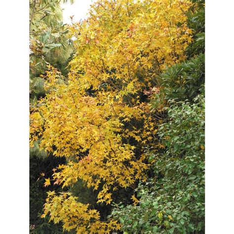 Acer truncatum (Purple Blow Maple) | North Carolina Extension Gardener Plant Toolbox