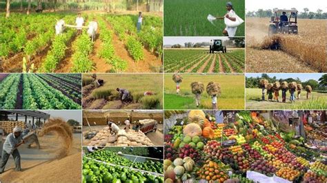 Indian Agriculture Market Report and Forecast 2020 | Agriculture, Agriculture industry ...